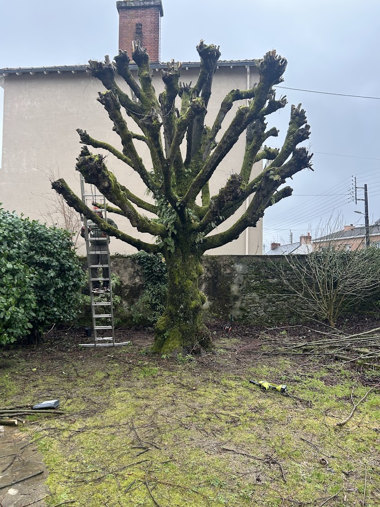 élagage paysagiste taille d'arbre de haut jet Saint-Herblain Nantes