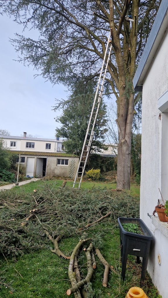 élagage paysagiste élagage de cèdre Saint-Herblain Nantes
