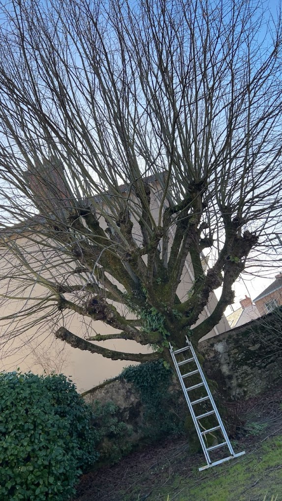 élagage paysagiste élagage sur échelle Saint-Herblain Nantes
